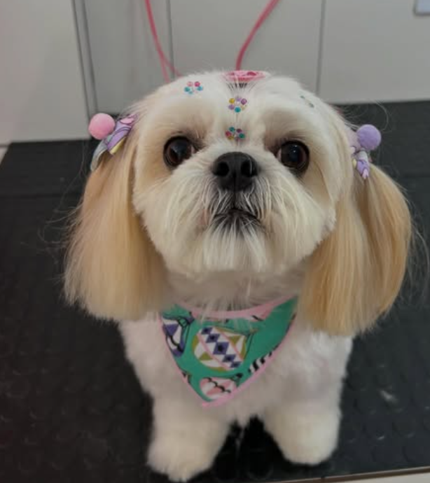 Duda Pet Care no Instagram 4