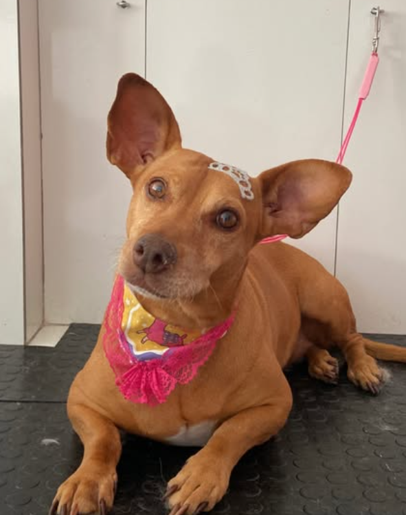 Duda Pet Care no Instagram 3