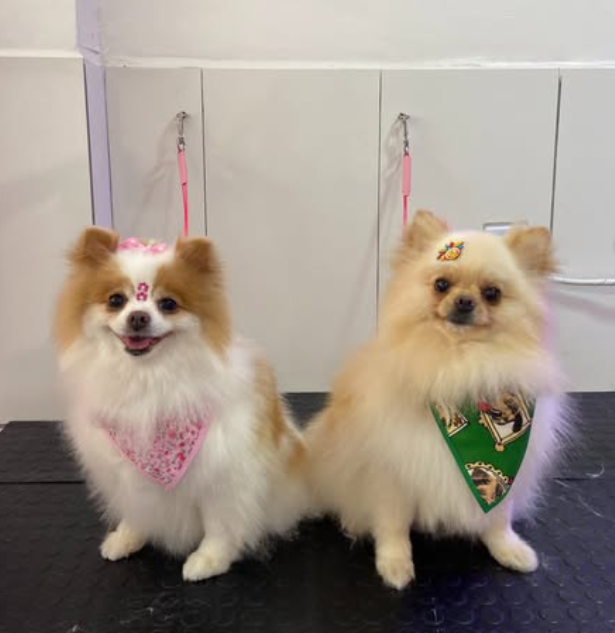 Duda Pet Care no Instagram 2